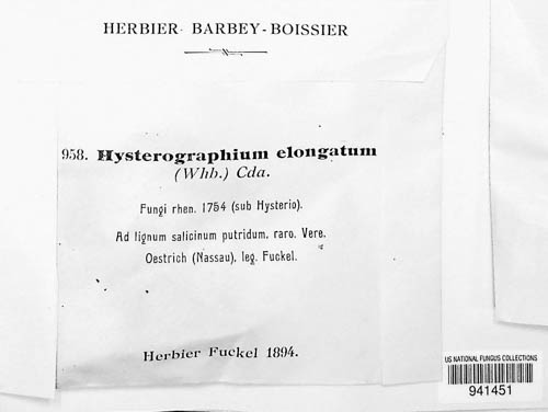 Hysterographium fraxini image
